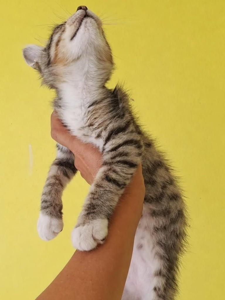 Juca, gato de porte pequeno para adoção em Natal - RN — foto 3 de 5