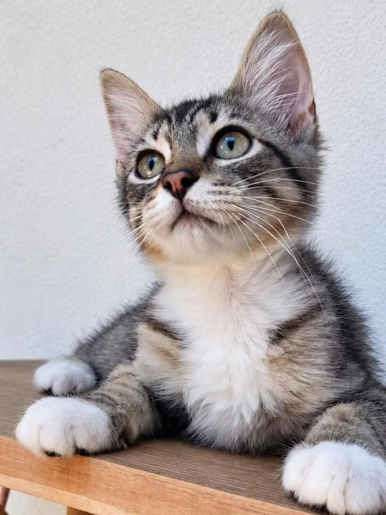 Juca, gato de porte pequeno para adoção em Natal - RN — foto 4 de 5