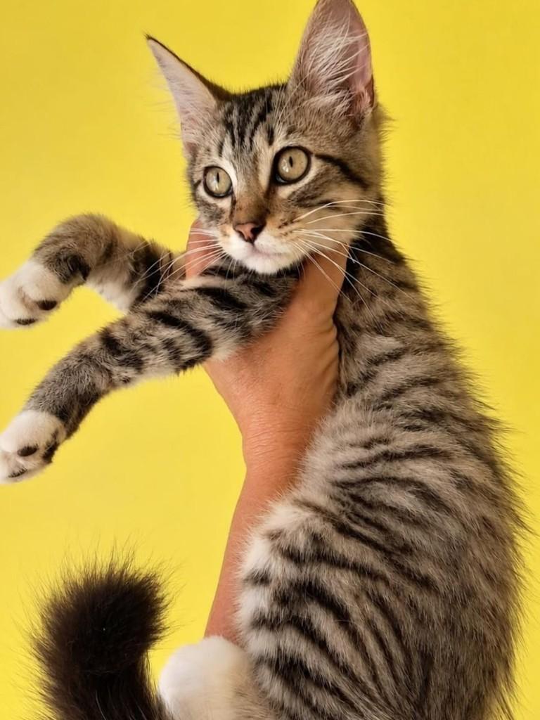 Juca, gato de porte pequeno para adoção em Natal - RN — foto 5 de 5