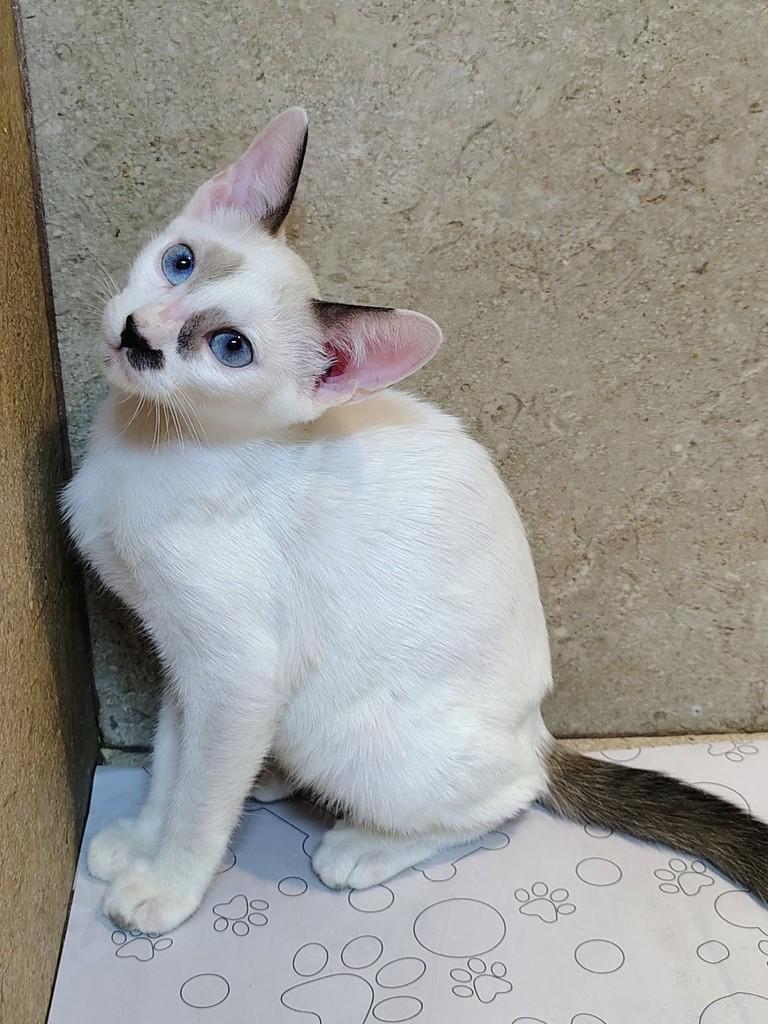 Enzo, gato de porte pequeno para adoção em Natal - RN