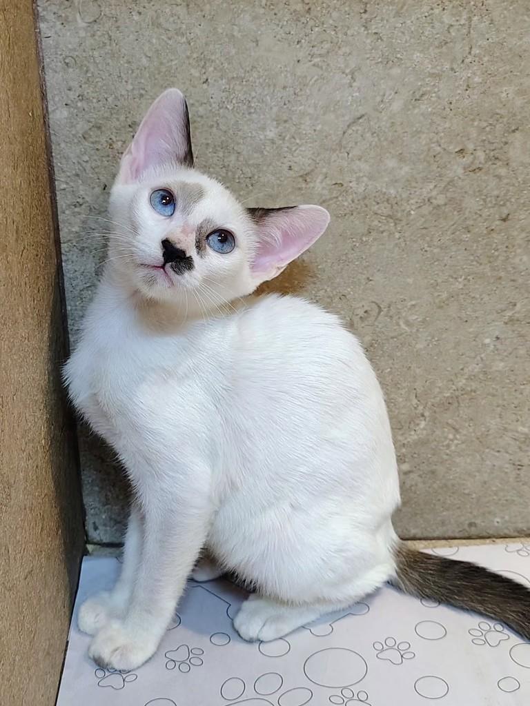 Enzo, gato de porte pequeno para adoção em Natal - RN — foto 2 de 8