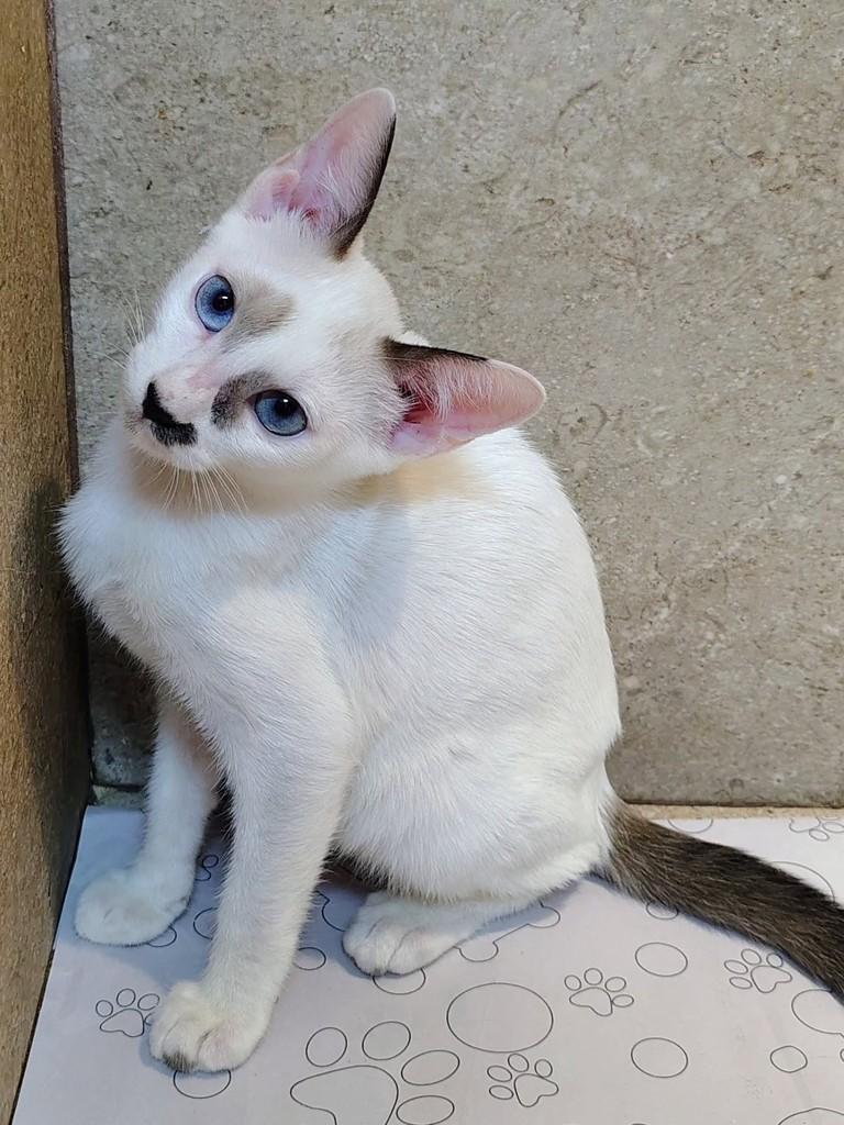 Enzo, gato de porte pequeno para adoção em Natal - RN — foto 3 de 8