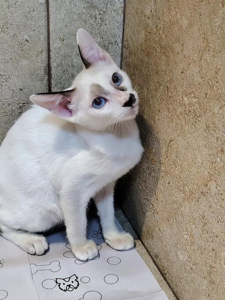 Enzo, gato de porte pequeno para adoção em Natal - RN — foto 4 de 8