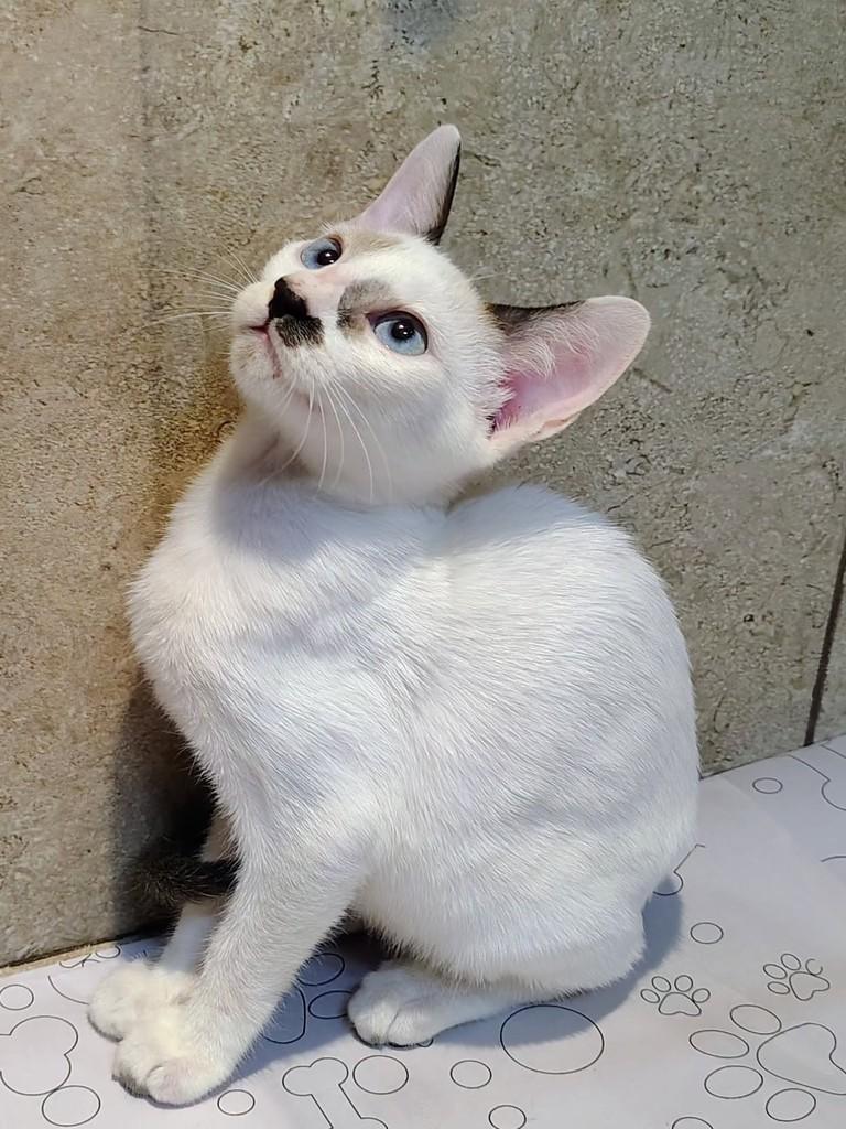 Enzo, gato de porte pequeno para adoção em Natal - RN — foto 5 de 8