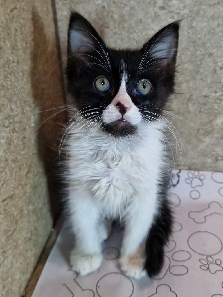 Nara, gata de porte pequeno para adoção em Natal - RN