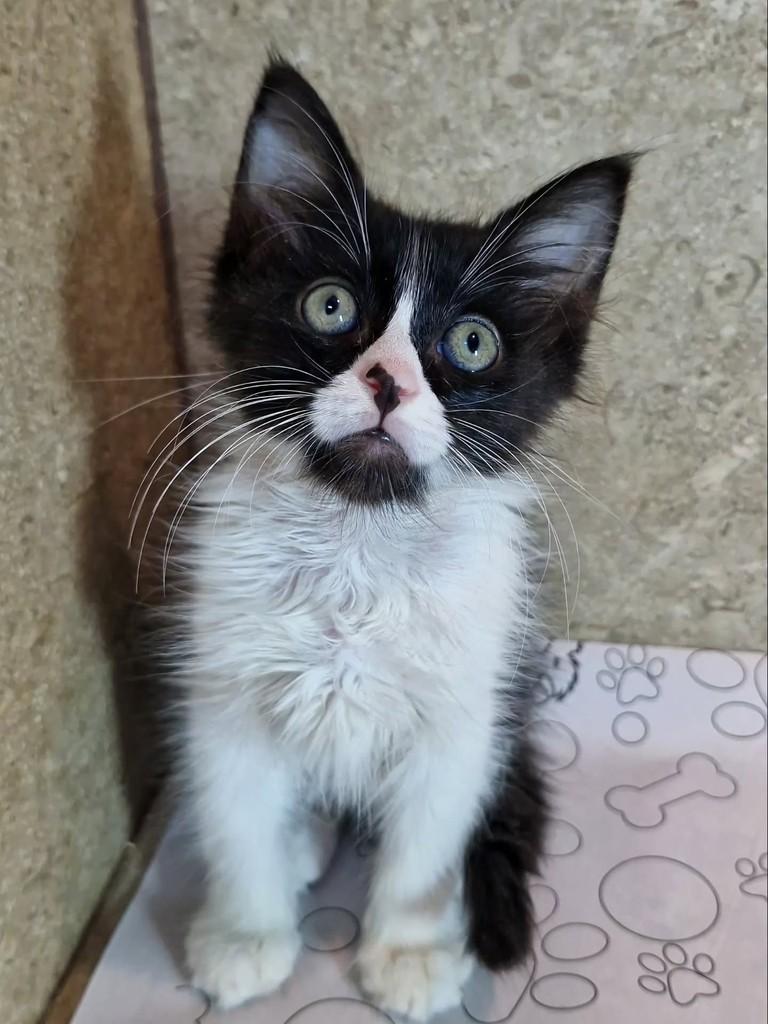 Nara, gata de porte pequeno para adoção em Natal - RN — foto 2 de 9