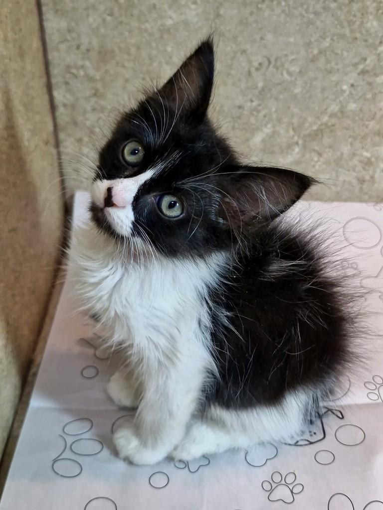 Nara, gata de porte pequeno para adoção em Natal - RN — foto 3 de 9