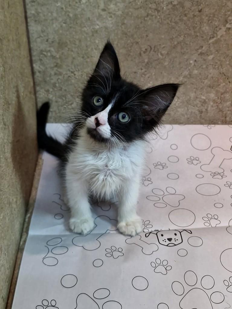 Nara, gata de porte pequeno para adoção em Natal - RN — foto 4 de 9