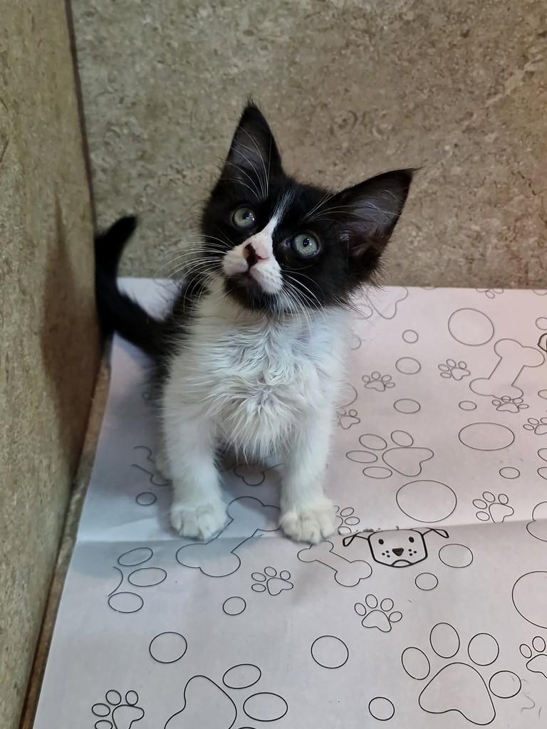 Nara, gata de porte pequeno para adoção em Natal - RN — foto 5 de 9