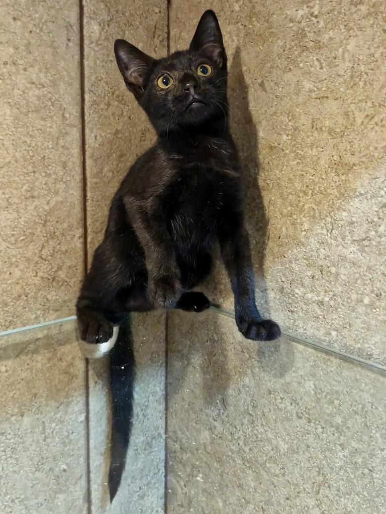 Emília, gata de porte pequeno para adoção em Natal - RN