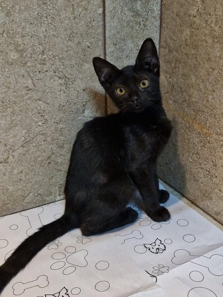 Emília, gata de porte pequeno para adoção em Natal - RN — foto 2 de 3