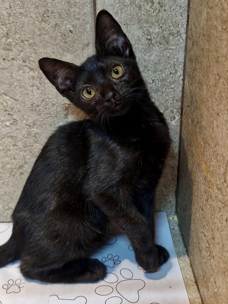Emília, gata de porte pequeno para adoção em Natal - RN — foto 3 de 3
