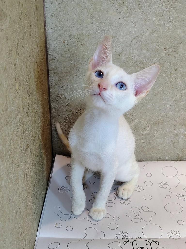 Alasca, gato de porte pequeno para adoção em Natal - RN