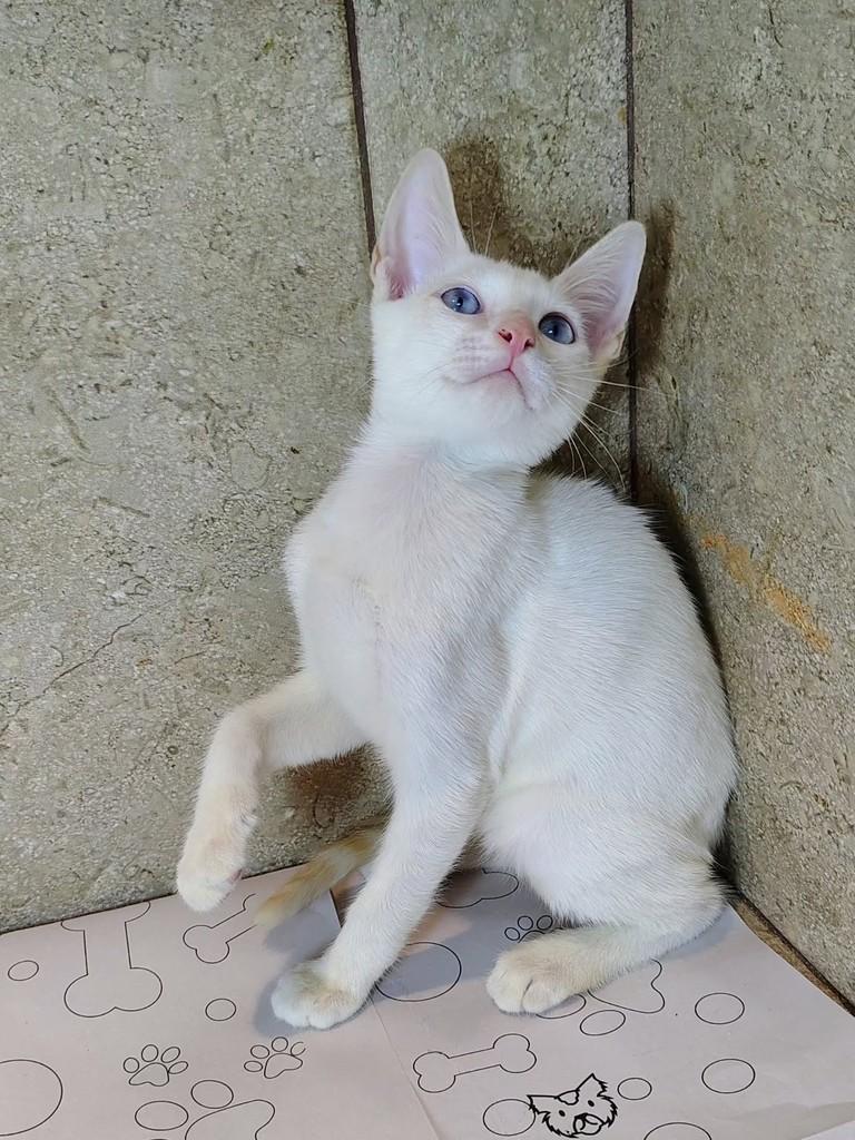 Alasca, gato de porte pequeno para adoção em Natal - RN — foto 2 de 6