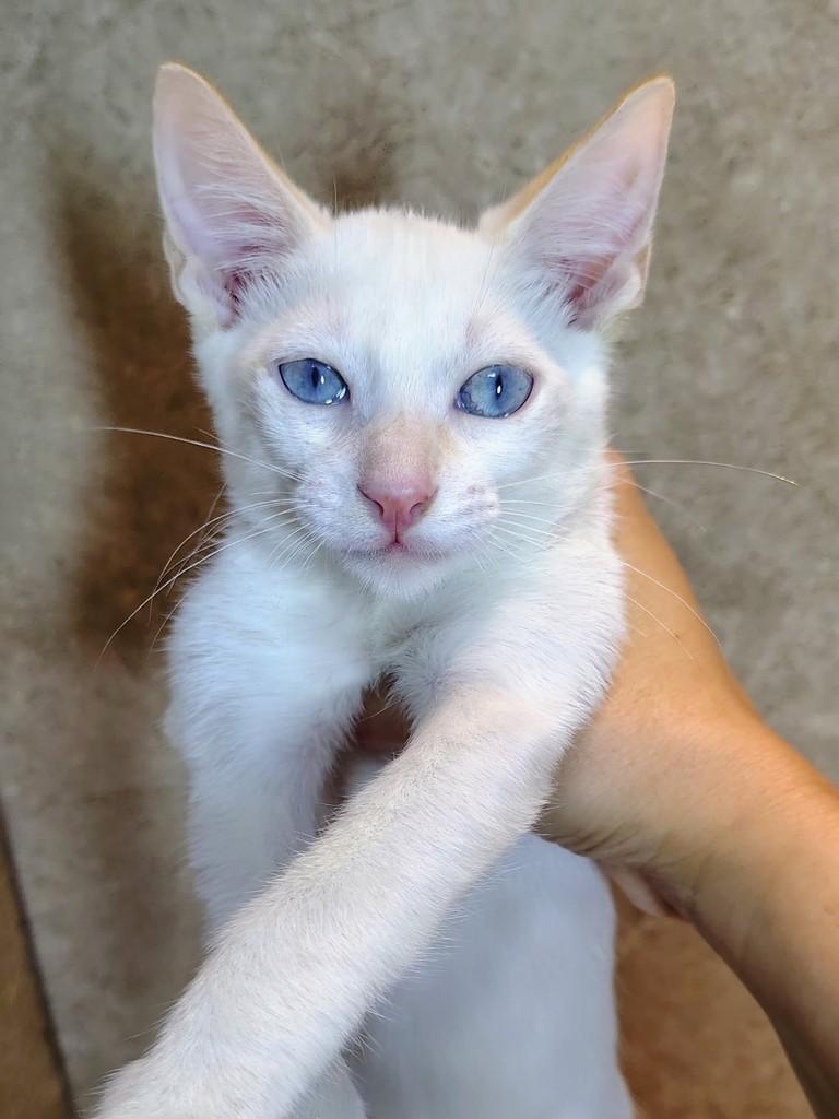 Alasca, gato de porte pequeno para adoção em Natal - RN — foto 3 de 6
