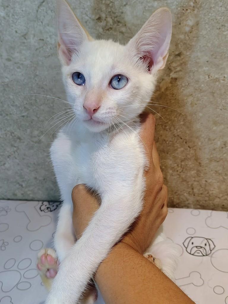 Alasca, gato de porte pequeno para adoção em Natal - RN — foto 4 de 6