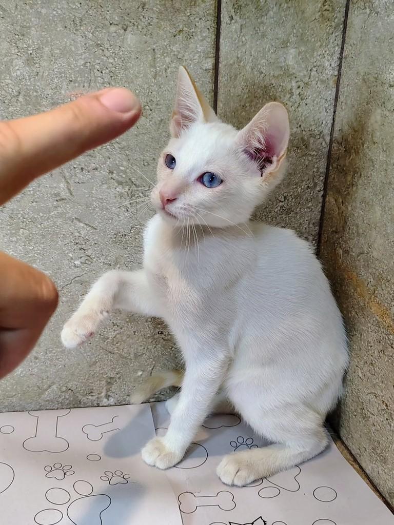 Alasca, gato de porte pequeno para adoção em Natal - RN — foto 5 de 6