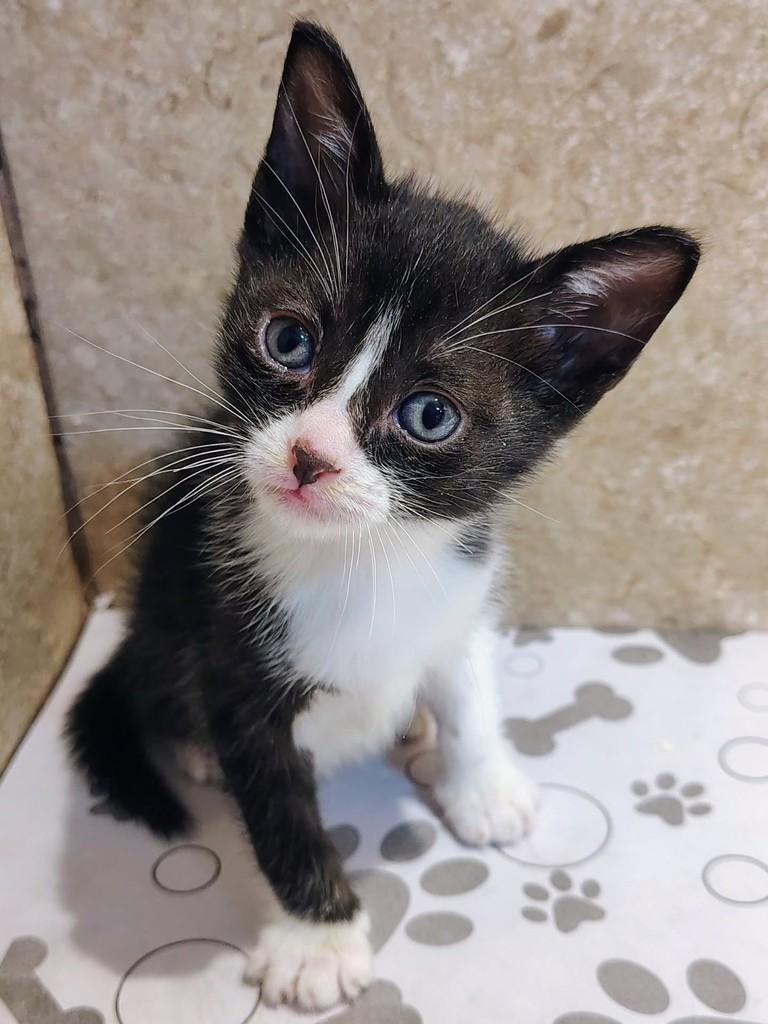 Bia, gata de porte pequeno para adoção em Natal - RN