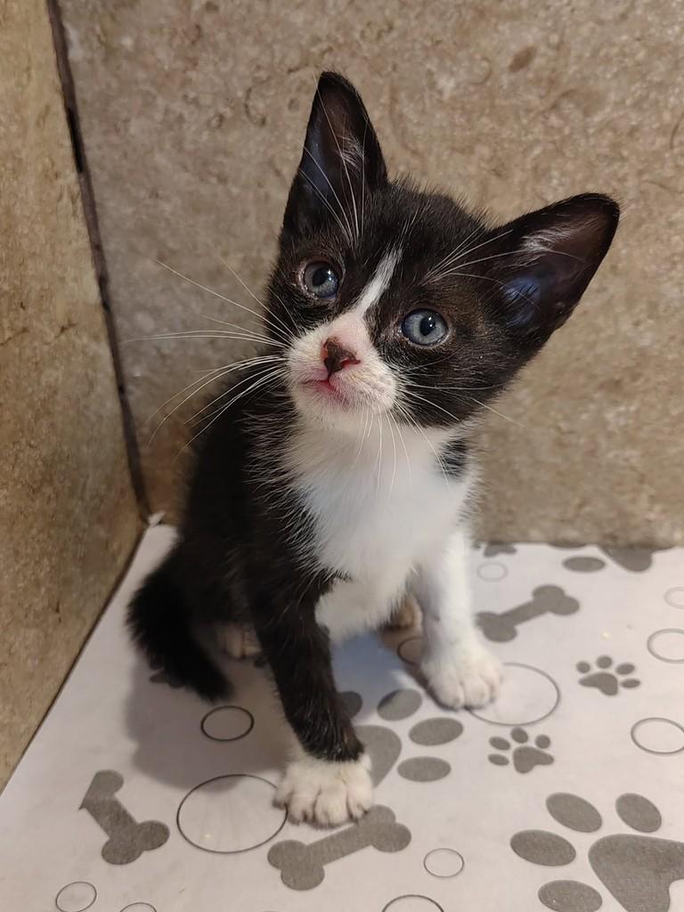 Bia, gata de porte pequeno para adoção em Natal - RN — foto 2 de 3