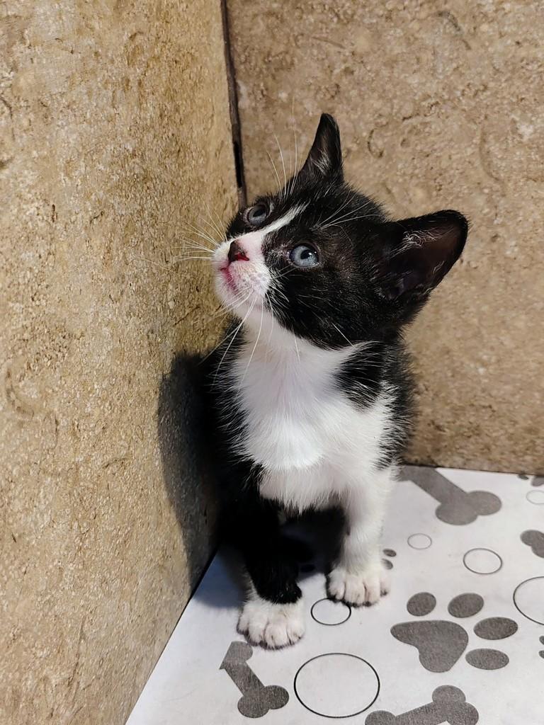 Bia, gata de porte pequeno para adoção em Natal - RN — foto 3 de 3