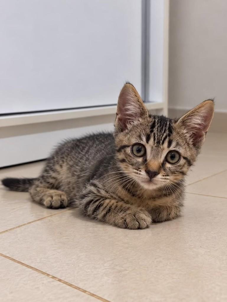 Guto, gato de porte pequeno para adoção em Natal - RN