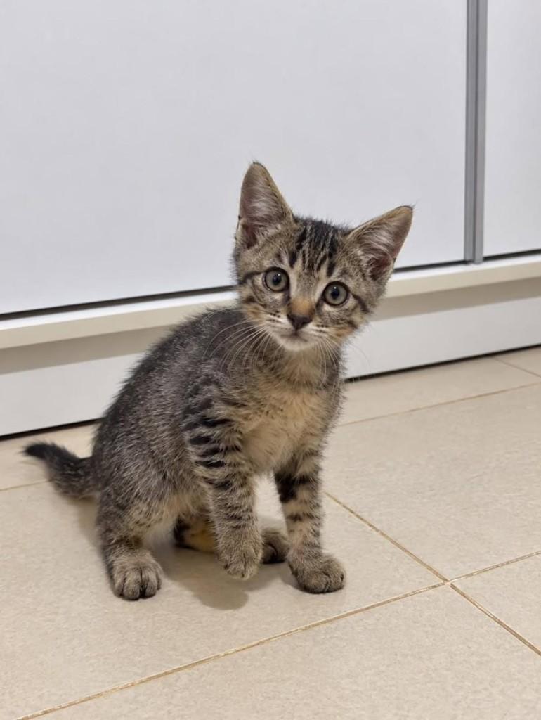 Guto, gato de porte pequeno para adoção em Natal - RN — foto 2 de 2