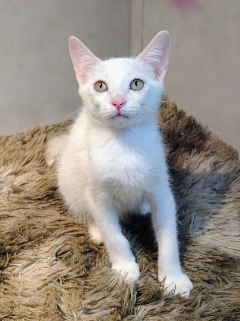 Coco, gato de porte pequeno para adoção em Natal - RN