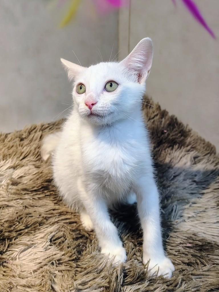 Coco, gato de porte pequeno para adoção em Natal - RN — foto 2 de 7