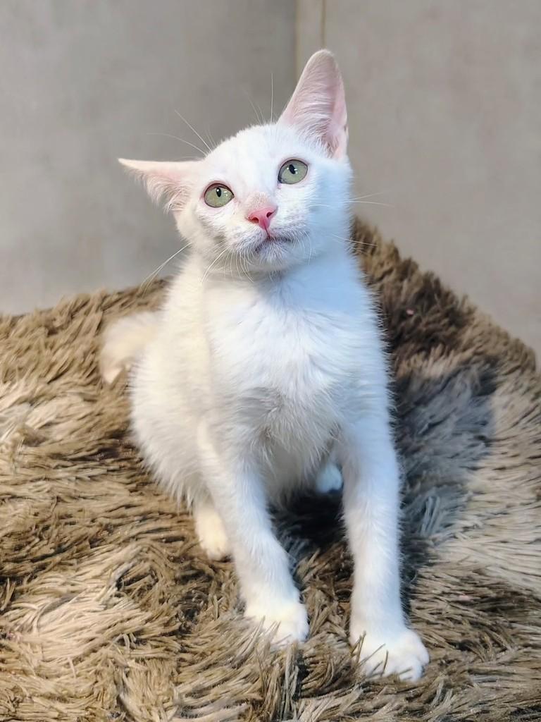 Coco, gato de porte pequeno para adoção em Natal - RN — foto 3 de 7