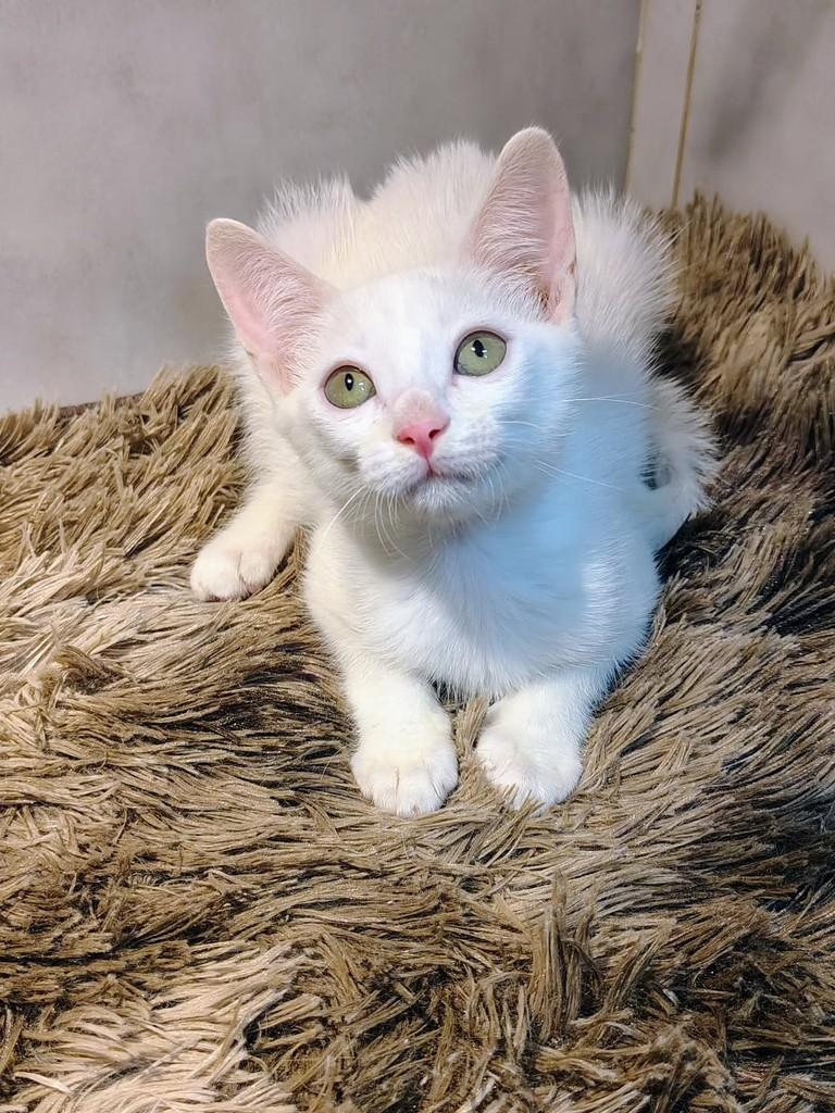 Coco, gato de porte pequeno para adoção em Natal - RN — foto 4 de 7