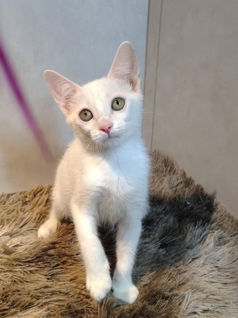 Coco, gato de porte pequeno para adoção em Natal - RN — foto 5 de 7