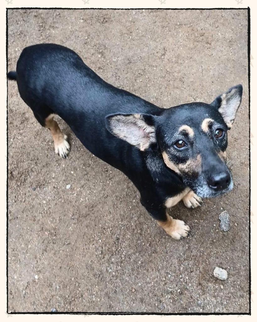 Quitéria, cachorro de porte médio para adoção em Joinville - SC