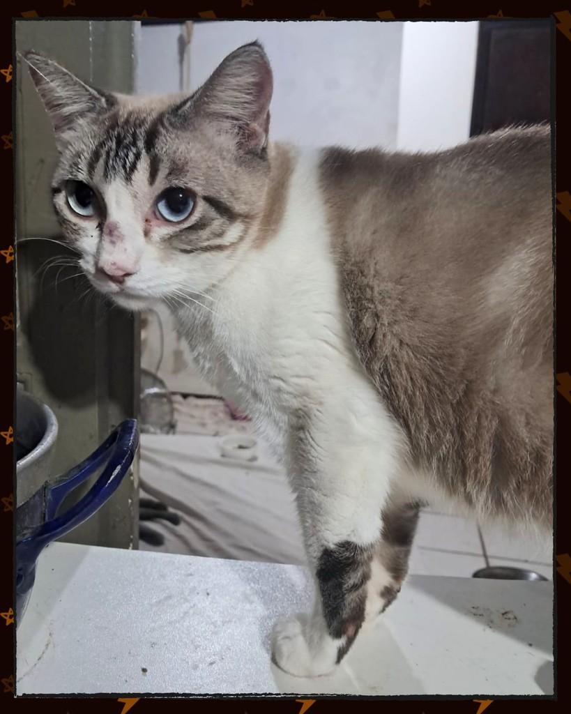 Alice, gato de porte pequeno para adoção em Joinville - SC