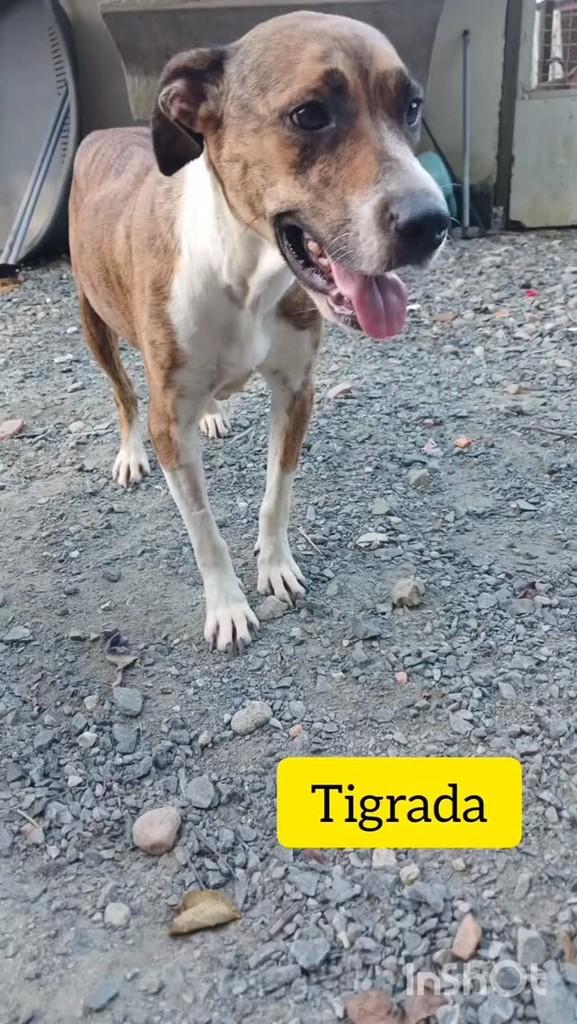 Tigrada, cachorro de porte médio para adoção em Joinville - SC