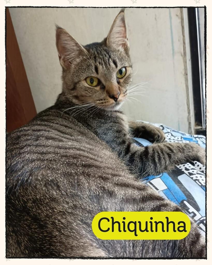 Chiquinha, gata de porte pequeno para adoção em Joinville - SC