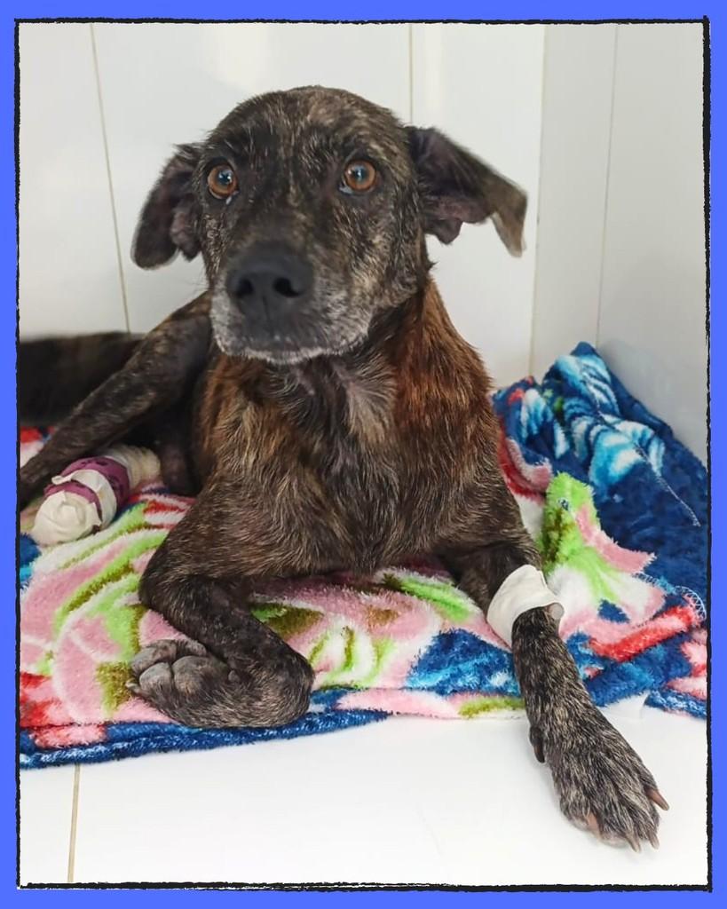 Velho, cachorro de porte médio para adoção em Araquari - SC