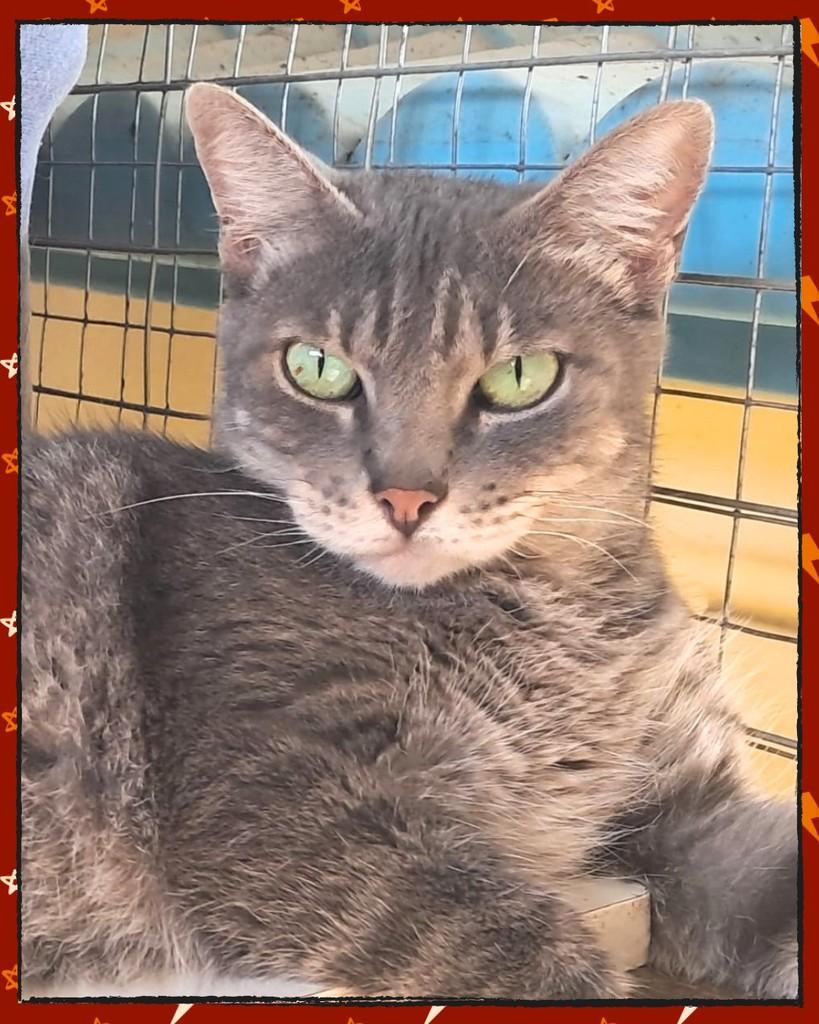 Estrela, gata de porte pequeno para adoção em Joinville - SC