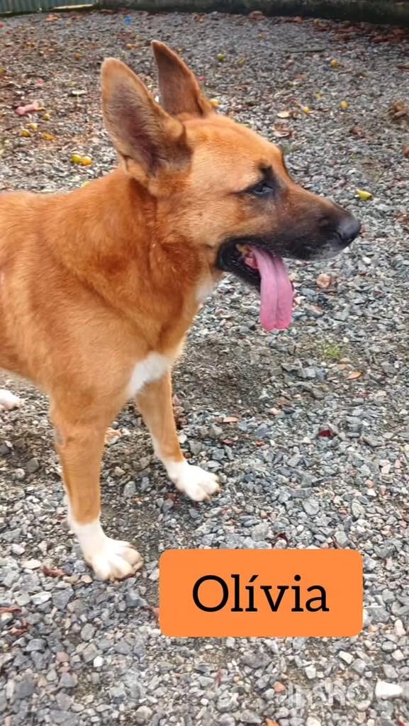 Olívia, cachorro de porte médio para adoção em Joinville - SC