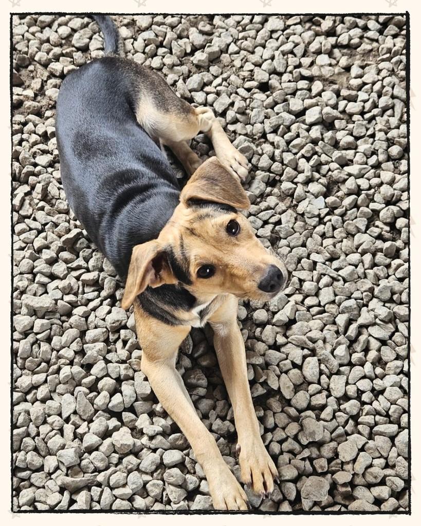 Dodô, cachorro de porte médio para adoção em Joinville - SC