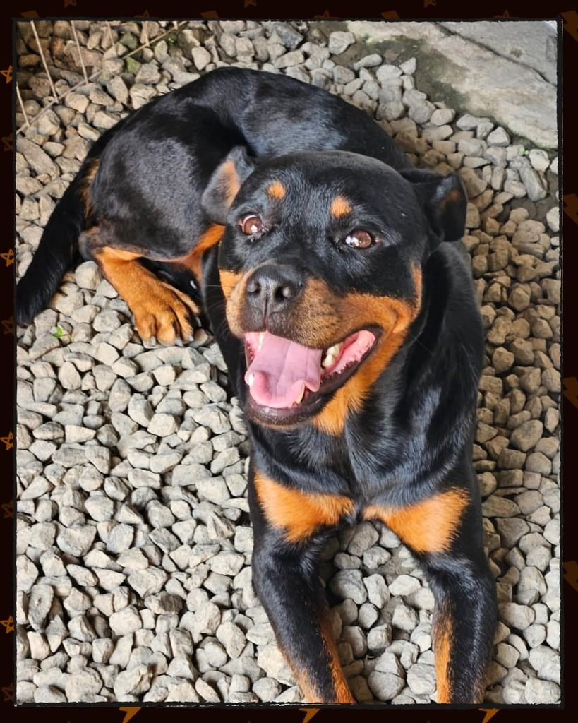 Docinho, cadela de porte grande para adoção em Joinville - SC