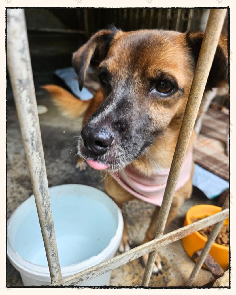 Kira, cadela de porte pequeno para adoção em Joinville - SC