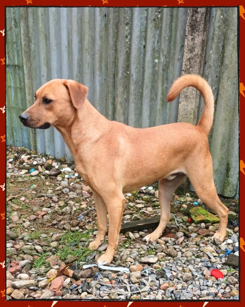 Bil, cachorro de porte médio para adoção em Joinville - SC