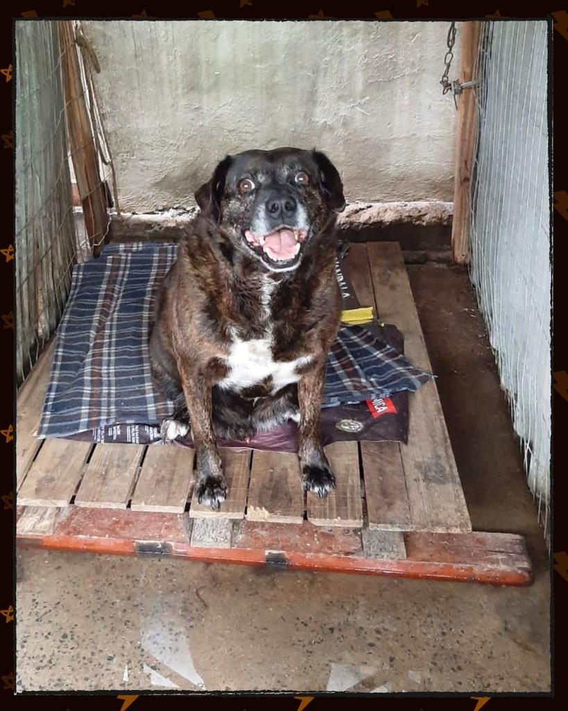 Negão, cachorro de porte grande para adoção em Joinville - SC