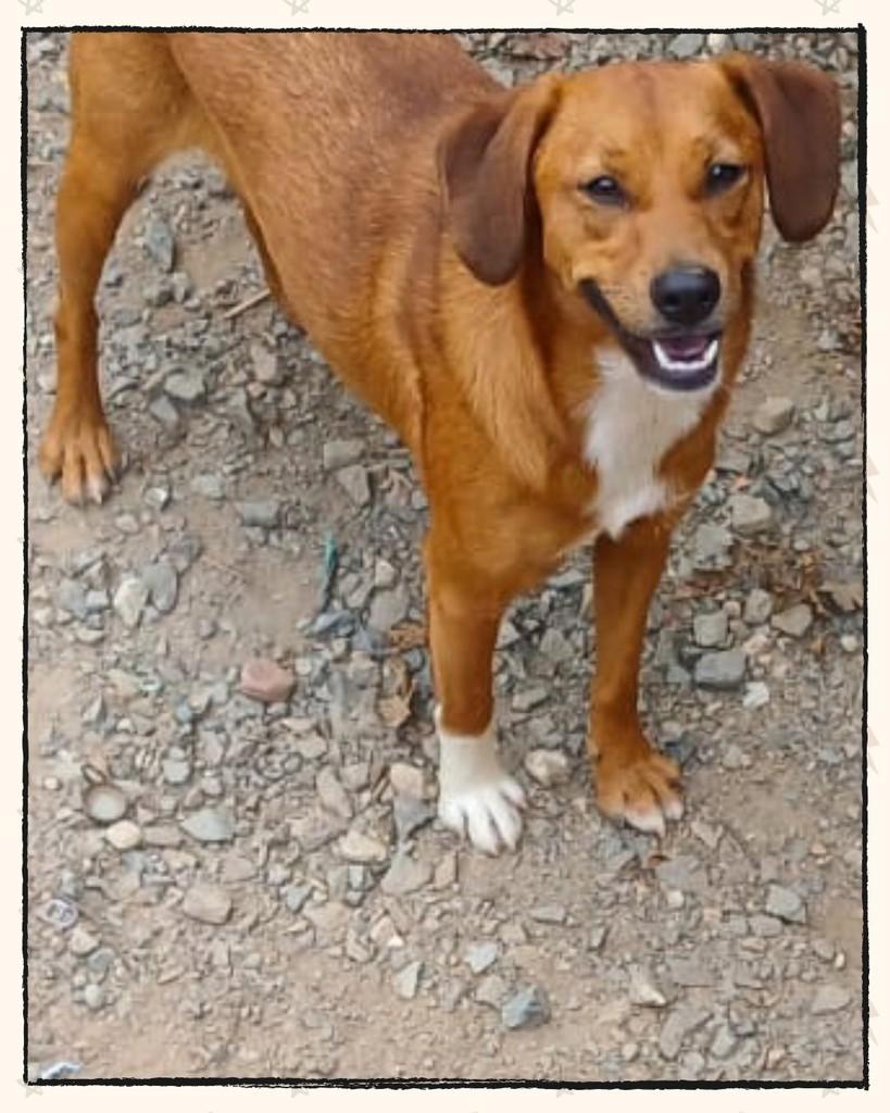 Luke, cachorro de porte médio para adoção em Joinville - SC
