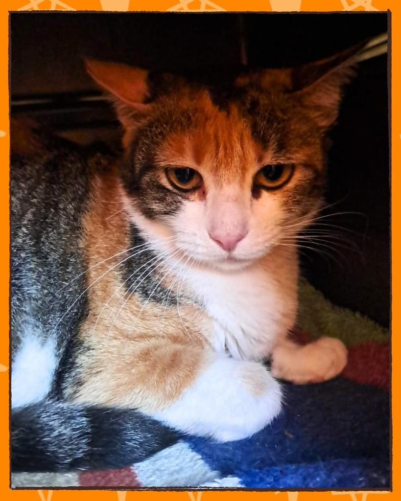 Antônella, gata para adoção em Joinville - SC