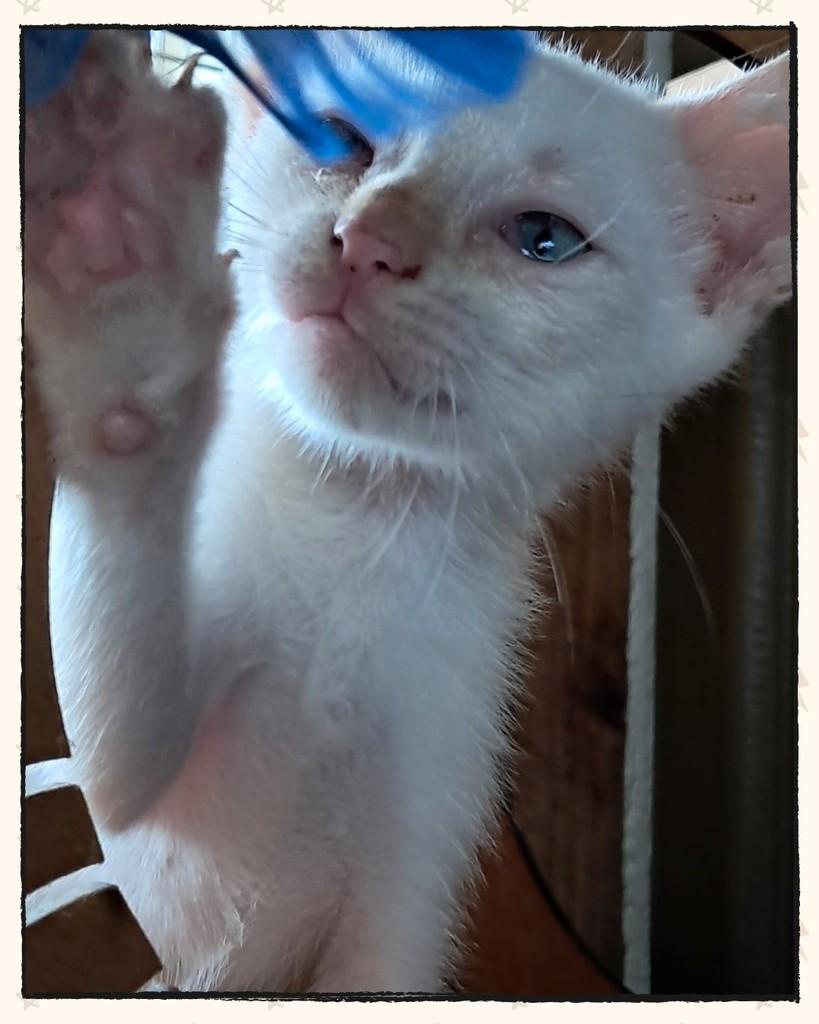 Creamy, gato de porte pequeno para adoção em Joinville - SC