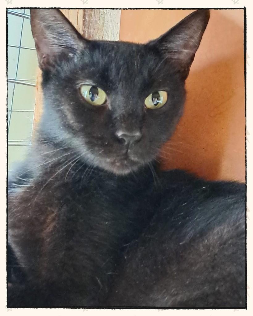 Melody, gato para adoção em Joinville - SC