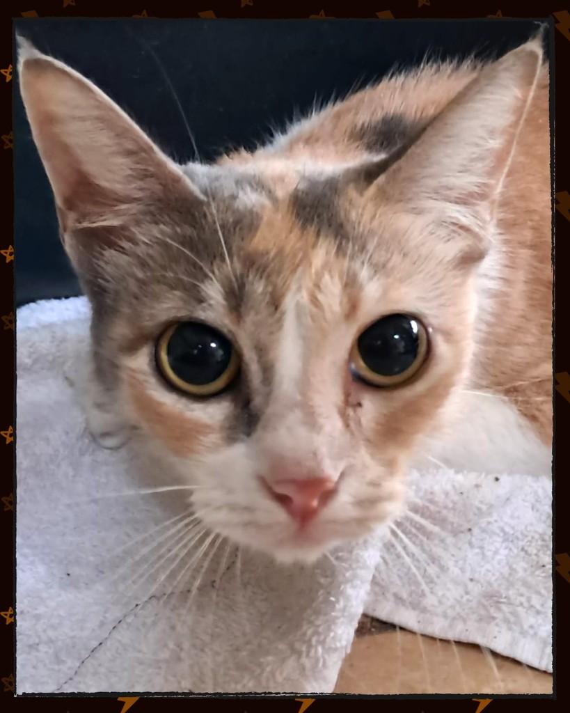 Ana, gato de porte pequeno para adoção em Joinville - SC