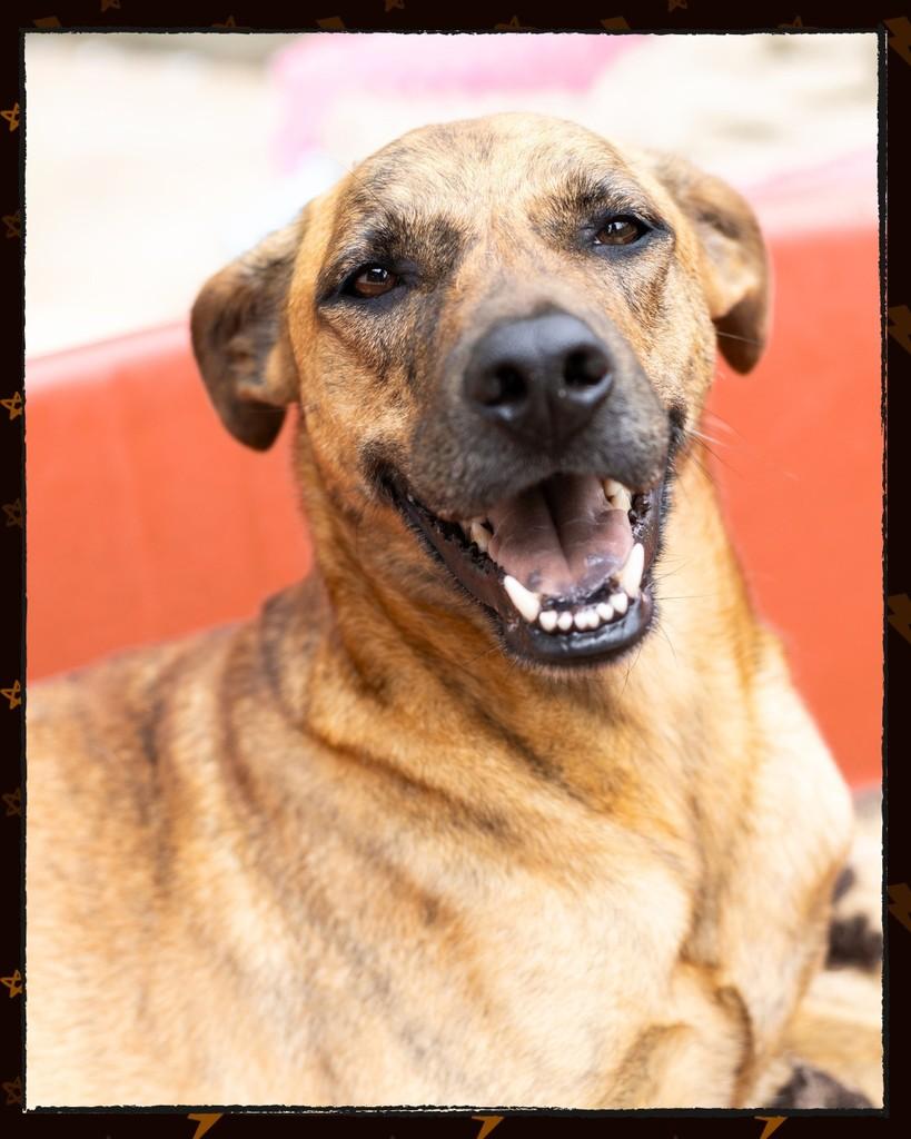 Hakuna Matata, cachorro de porte médio para adoção em Joinville - SC