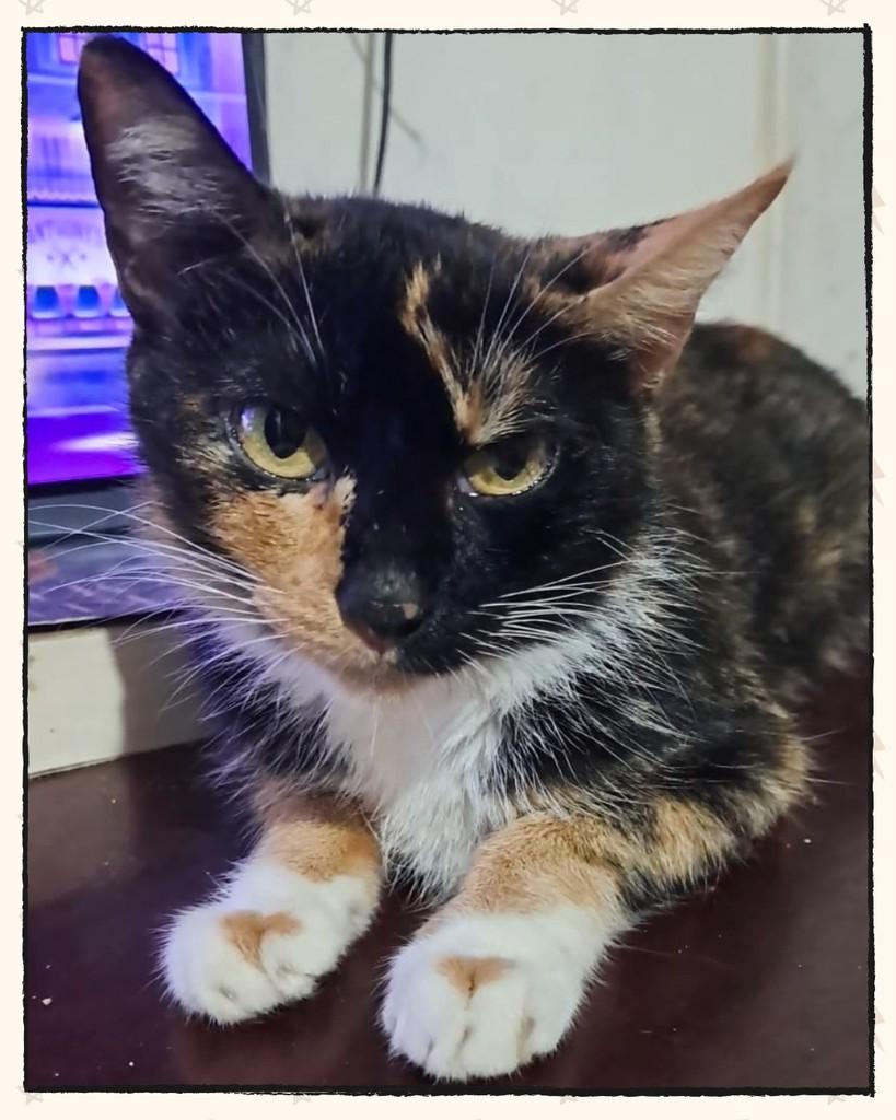 Elza, gata de porte pequeno para adoção em Joinville - SC